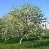 Zašto kruška ne cvjeta: šta učiniti